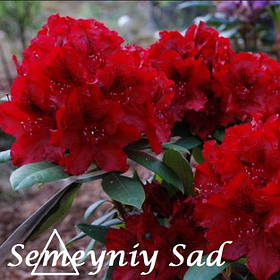 Рододендрон "Владислав Ягелло" ( саджанці 3 роки С2л )