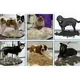 Фурмінатор із кнопкою для маленьких короткошерстих собак FURminator short Hair Small Dog 4.5 см SV227, фото 3
