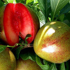 Плумкот (слива-абрикос) Априсалі (3-річні)