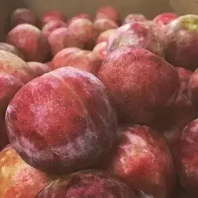 Плумкот (слива-абрикос) Кінг Конг (3-річні)