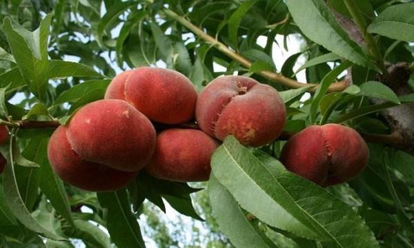 Саджанці інжирного персика Сатурн (середньоспілий сорт) (3-річні)