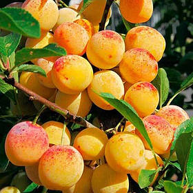 Саджанці персика "Мірабель" (середньоспілий сорт) (3-річні)