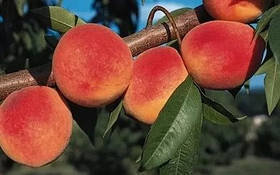 Саджанці персика "РЕД ХЕЙВЕН" (середньоспілий сорт) (3-річні)