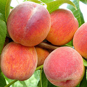 Саджанці персика "КИЇВСЬКИЙ РАННІЙ" (раньоспілий сорт) (3-річні)