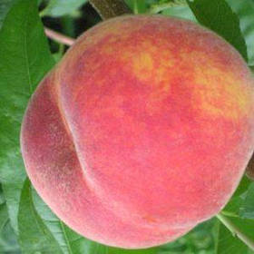 Саджанці персика Флемінг Ф'юрі PF-24007 (пізньоспілий сорт) (3-річні)