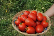 Насіння томату Наміб F1 500 насіння детермінантне