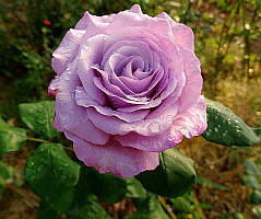 Троянда Neptune (Нептун)