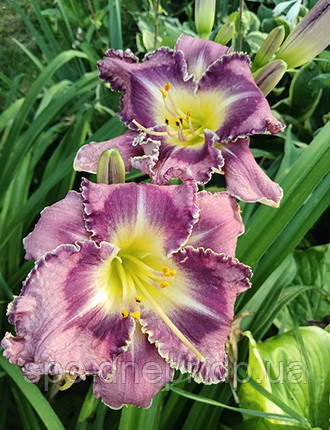 Лілейник-сіянець Глорія