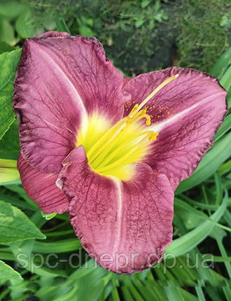 Лілейник-сіянець Зорі України, фото 1