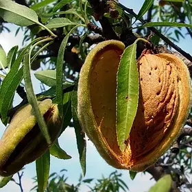 САДЖАНЦІ МИГДАЛЯ НІКІТСЬКИЙ