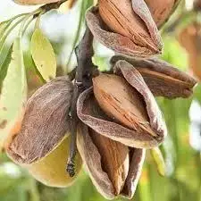 Саджанці мигдаля Прибережний