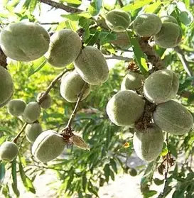 Саджанці мигдаля Пряний