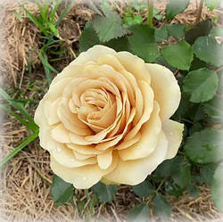 Троянда чайно-гібридна Голден Мустард (Golden Mustard)