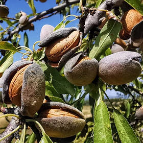 Саджанці мигдаля Нонпарель