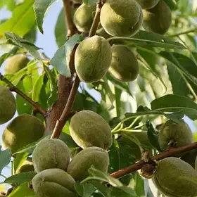 Саджанці мигдаля Туоно