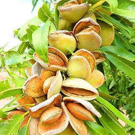 Саджанці мигдаля Паперовий