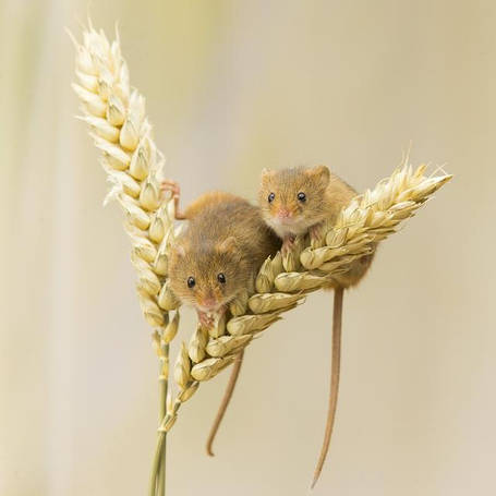 Засоби від гризунів