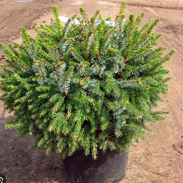 Ялина сербська Нана Picea omorika Nana ( діаметр 40-50 см.)