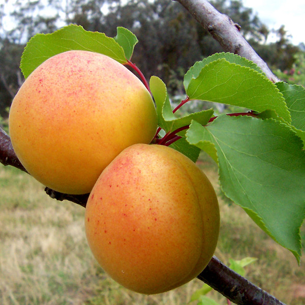 Саджанці абрикоса "КИЇВСЬКИЙ РАННІЙ" (раньоспілий сорт) (3-річний), фото 1