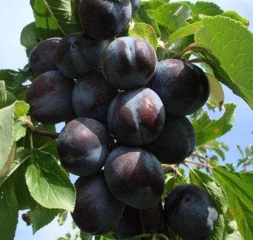 Саджанці сливи Ельдорадо (3-річні), фото 1