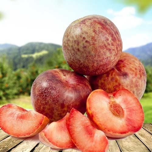 Плумкот (слива-абрикос) Тріумф (3-річні), фото 1