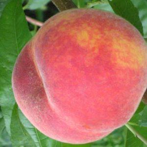 Саджанці персика Флемінг Ф'юрі PF-24007 (пізньоспілий сорт) (3-річні), фото 1