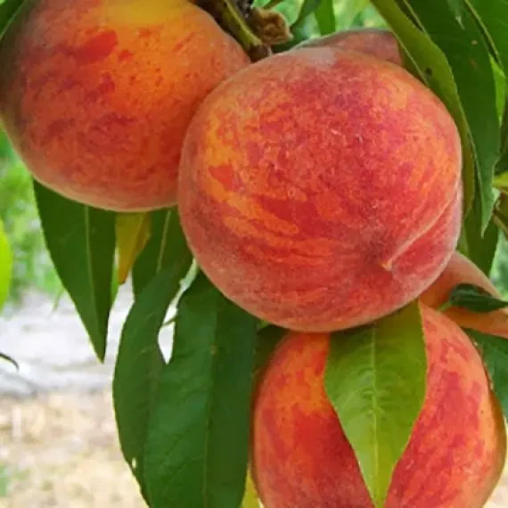 Саджанці персика Інка (пізньоспілий сорт) (3-річні), фото 1