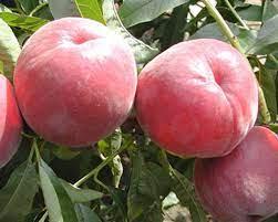 Саджанці персика Роял Тайм (середньоспілий сорт) (3-річні), фото 1