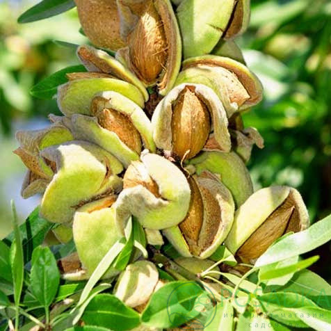 Саджанці мигдаля Мілас, фото 1