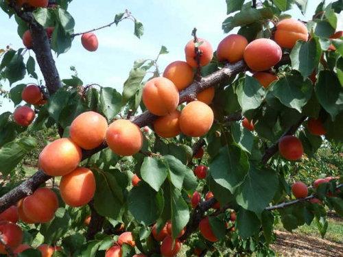 Саджанці абрикоса Пріція (ранньостиглий сорт) (3-річний), фото 1