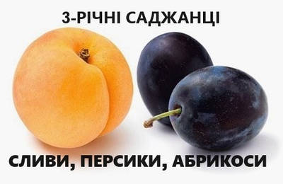 САДЖАНЦІ ПЛОДОВИХ ДЕРЕВ (3-РІЧНІ)