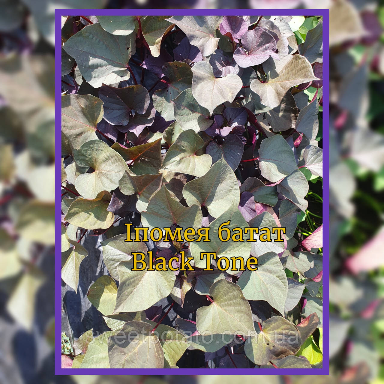 Розада декоративного батату, фото 1