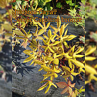 Іпомея батат Sweet Caroline bronze