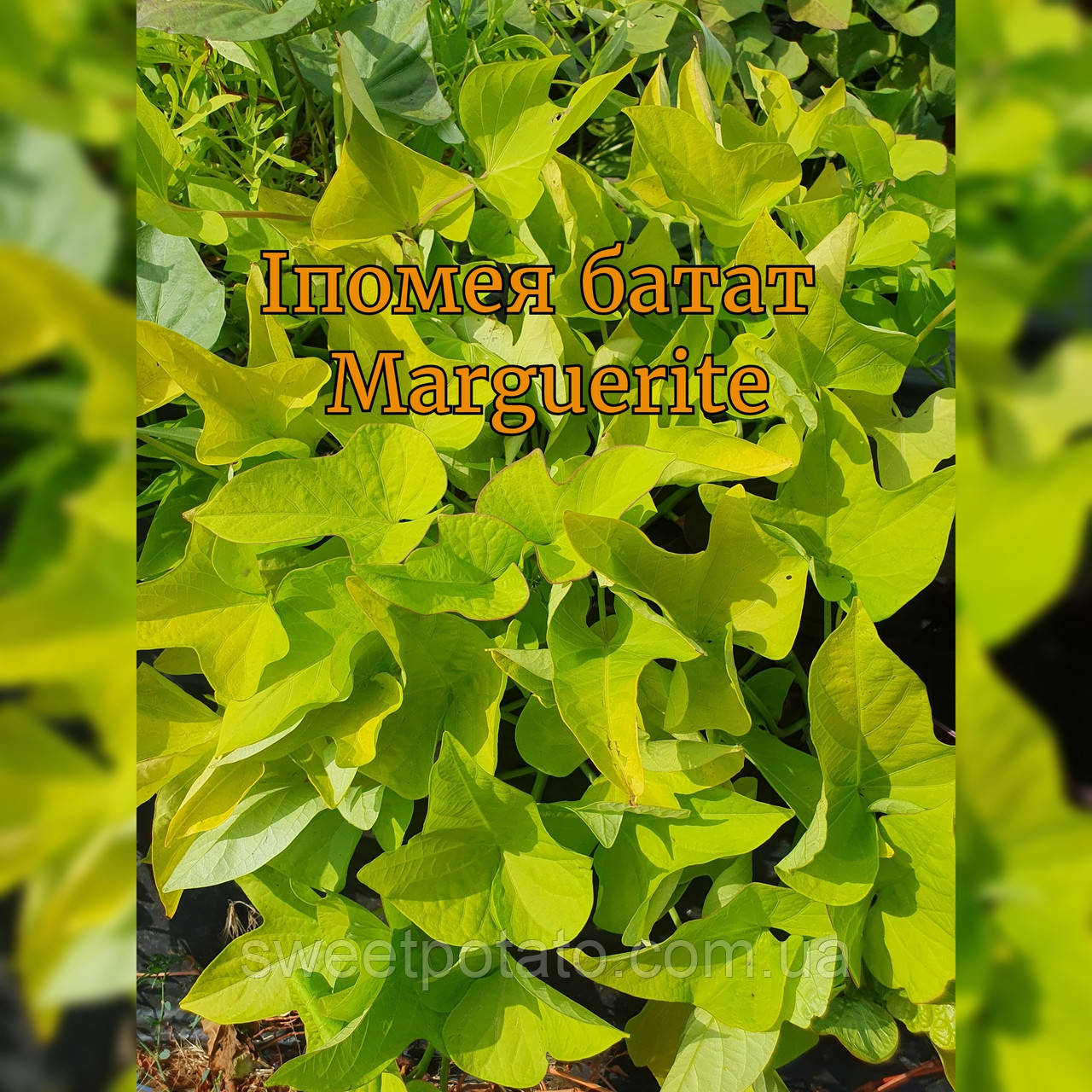Іпомея батат Marguerite