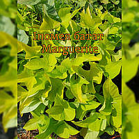 Іпомея батат Marguerite