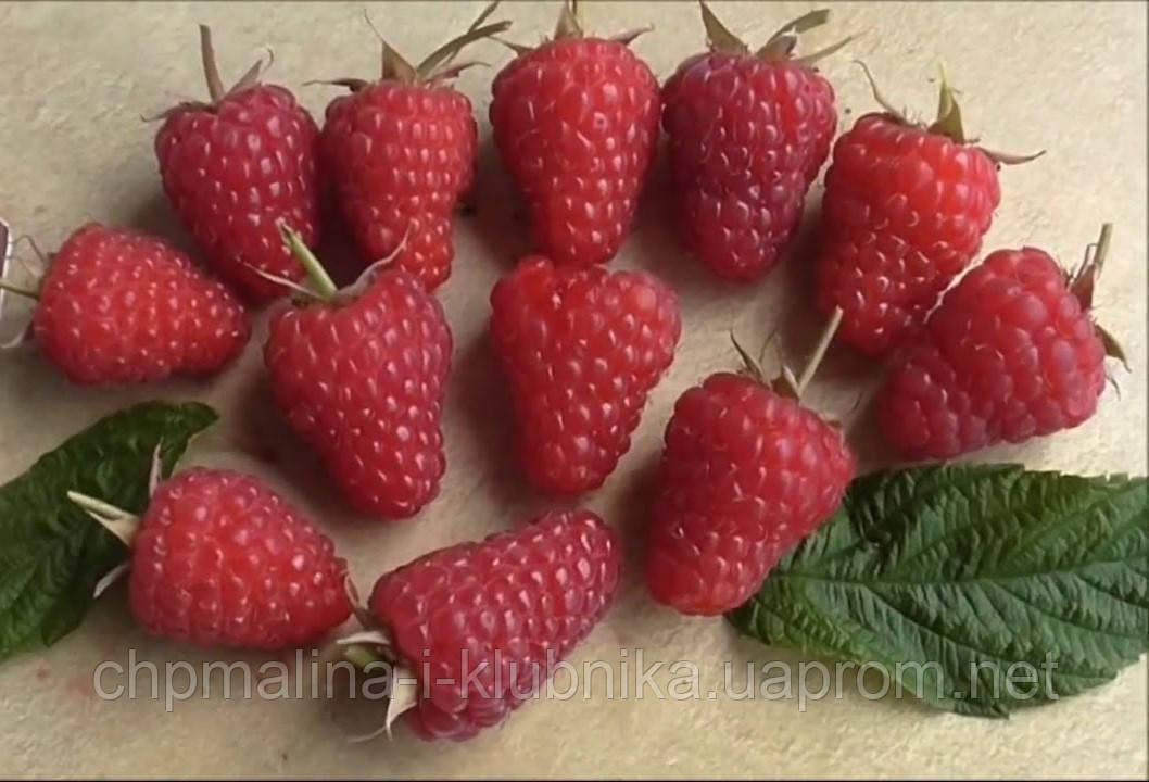 Малина ремонтантна Енросадіра, фото 1