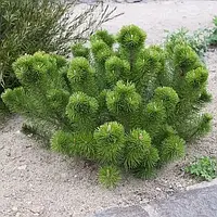 Саджанці Сосни гірської Мугус, 4-х річна (Pinus mugo Mughus) С3
