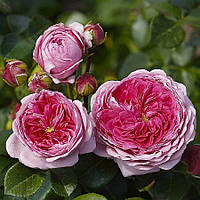 Троянда Modern Art®  (Модерн Арт)