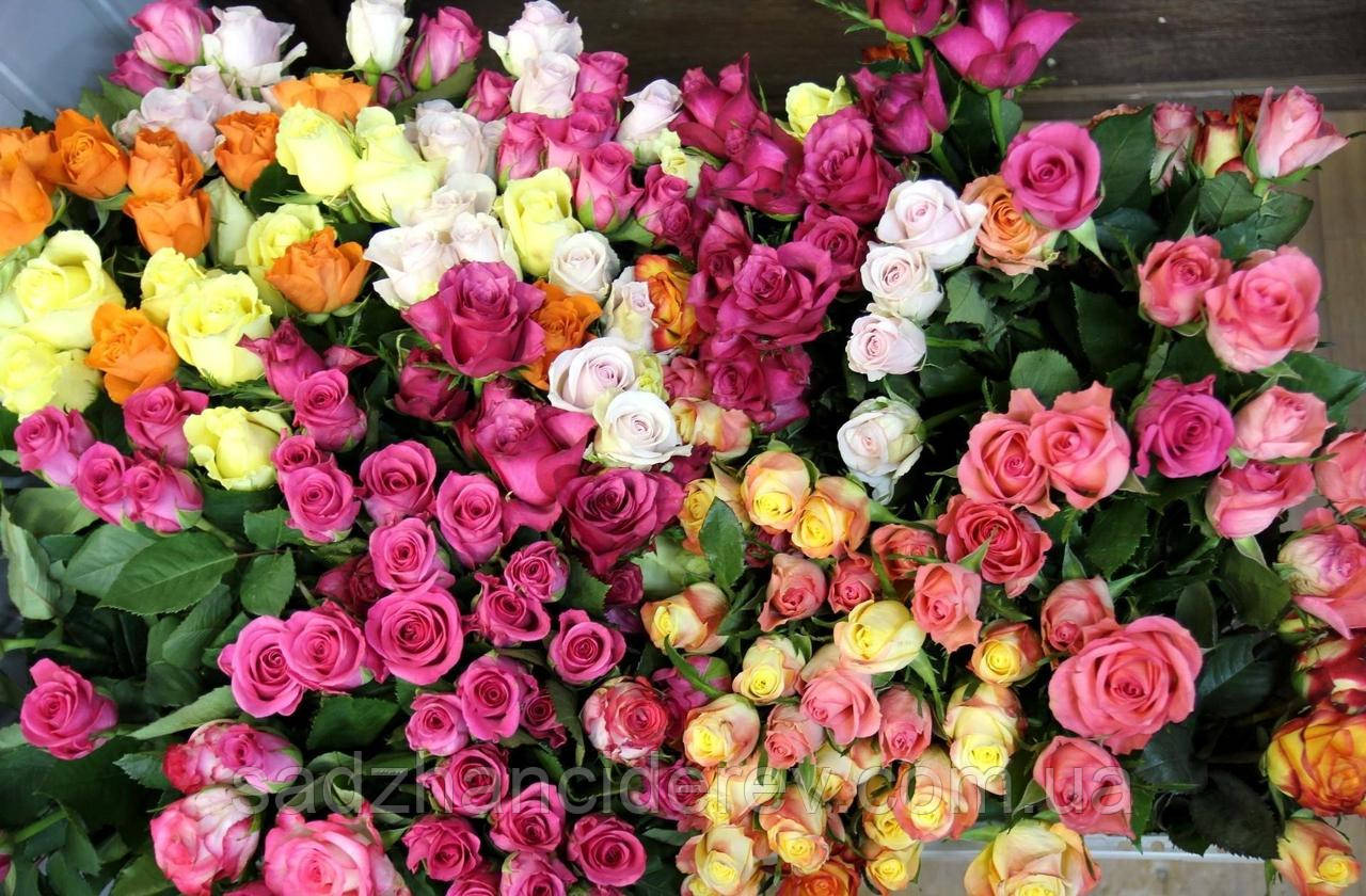 Квітуча Казка: Набір з 5 Різнокольорових Троянд