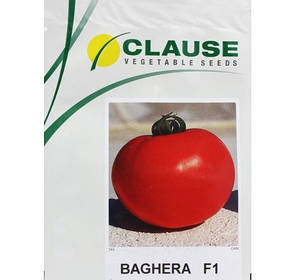 Насіння томату Багіра F1 (Clause) 5 р — ранній (65 днів), червоний, детермінантний, круглий, фото 2