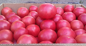 Насіння томату рожевого Фенда F1, 50 насіння — ранній (60-65 днів), круглий, індитермінантний, Clause, фото 3