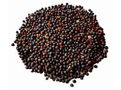 Трава Ріпак озимий РАПС (в мішку) 25кг ТМ СЕМЕНА УКРАИНЫ Solmir