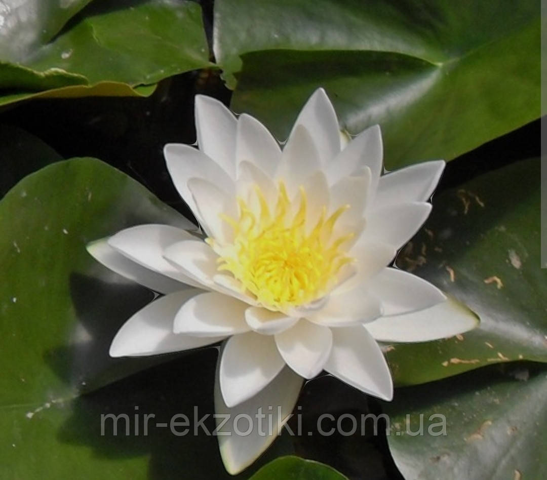 Німфея «Вайт Султан» (Nymphaea «White Sultan») (доросла рослина)
