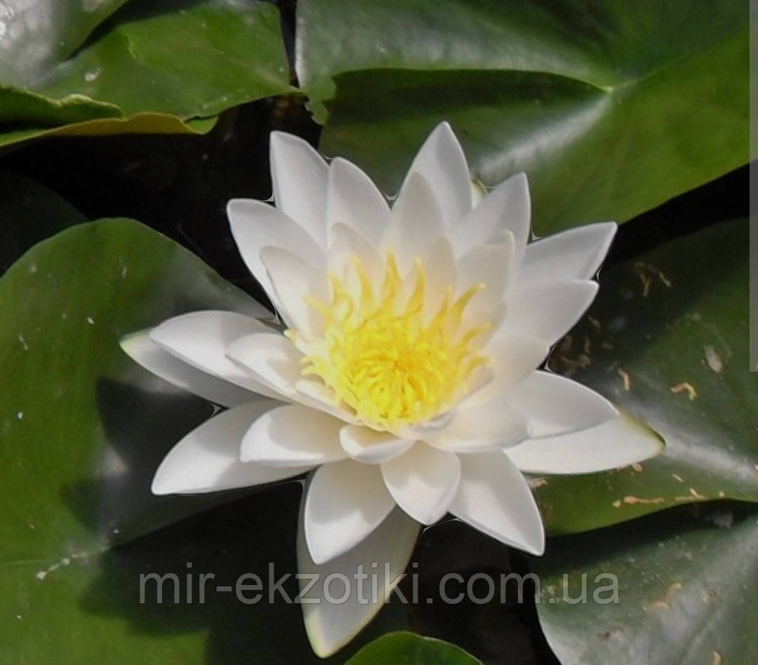 Німфея «Вайт Султан» (Nymphaea «White Sultan») (молода рослина, поділка)