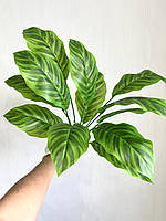 Штучний кущ — калатея зебра ( латекс, 50 см), фото 4