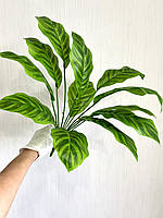 Штучний кущ — калатея зебра ( латекс, 50 см), фото 8