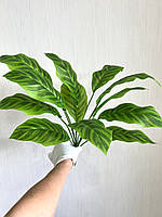 Штучний кущ — калатея зебра ( латекс, 50 см), фото 5