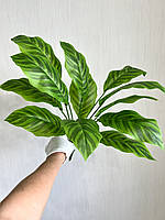 Штучний кущ — калатея зебра ( латекс, 50 см), фото 3