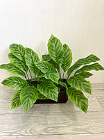 Штучний кущ — калатея зебра ( латекс, 50 см), фото 2