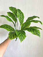 Штучний кущ — калатея зебра ( латекс, 50 см), фото 6